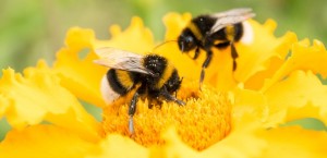 Создать мем: уче пчела, bee pesticide, пчела