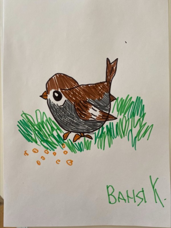 Create meme: drawing of a sparrow, Sparrow , Drawing a sparrow