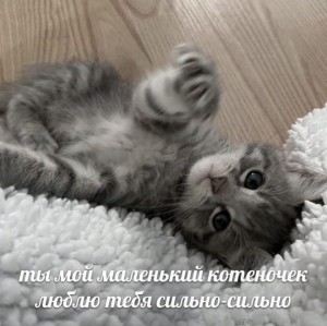 Create meme: cute kittens, funny animals, animals cute
