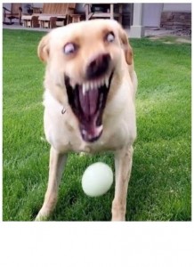 Создать мем: собака, упоротый пес, картинки упоротых собак