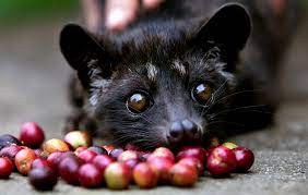 Create meme: kopi luwak, luvak coffee, luvak is an animal