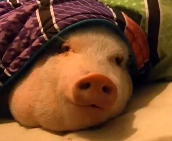 Создать мем: хрюшка, свинья ест печенье, спящая свинка