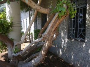 Создать мем: ficus petiolaris, деревья в сочи фото, аварийное дерево