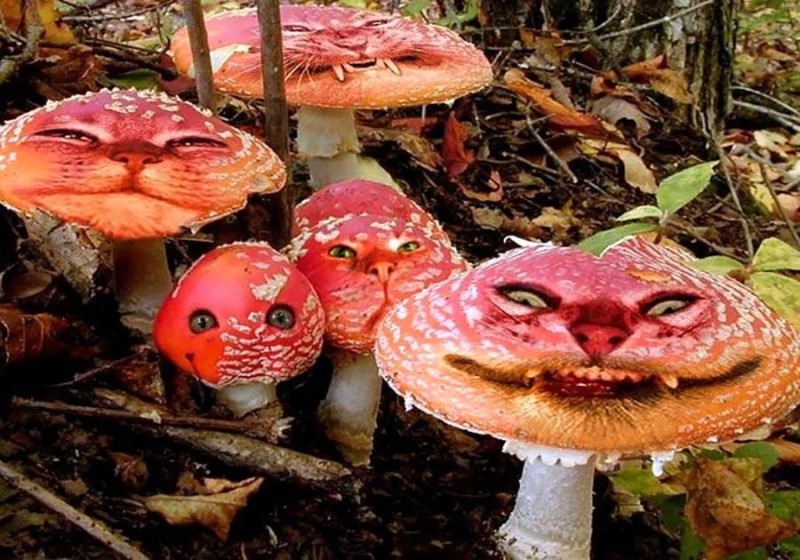 Создать мем: грибы страшные, мухомор в лесу, смешной мухомор