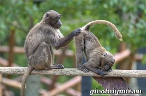 Create meme: monkey, brown Capuchin photos animal, macaques