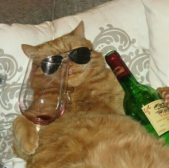 Создать мем: пьяные коты, кот с бокалом вина, пьяный кот