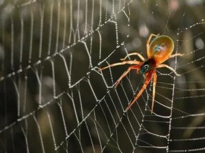 Создать мем: паутина, крестовики пауки, паук плетет паутину