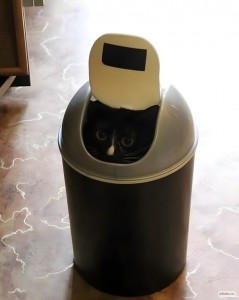 Create meme: bins, the cat in the bin