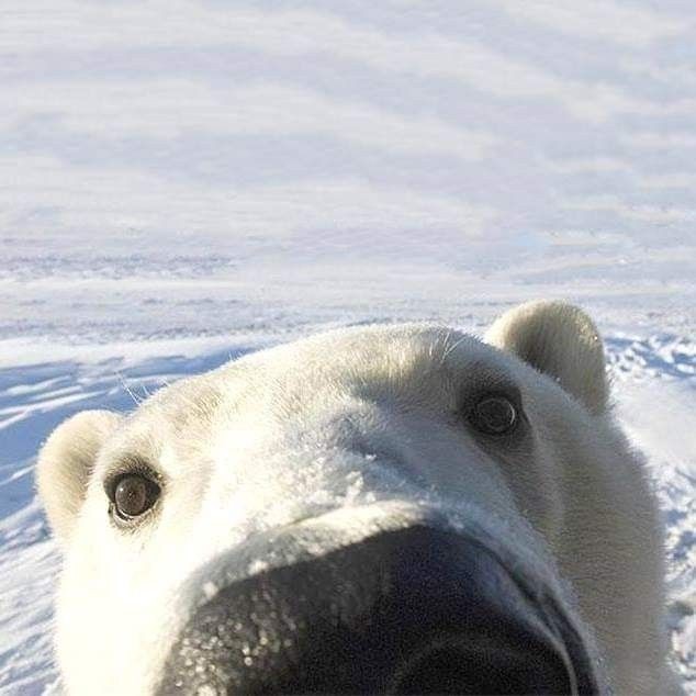Create meme: polar bear funny, white polar bear, polar bear muzzle