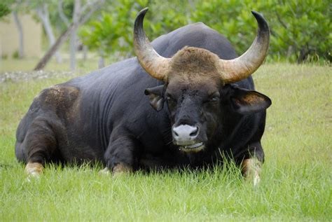 Create meme: bull tour european wild bull, cat , wild bull ox