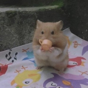 Create meme: greedy hamster, the Syrian hamster, hamster funny