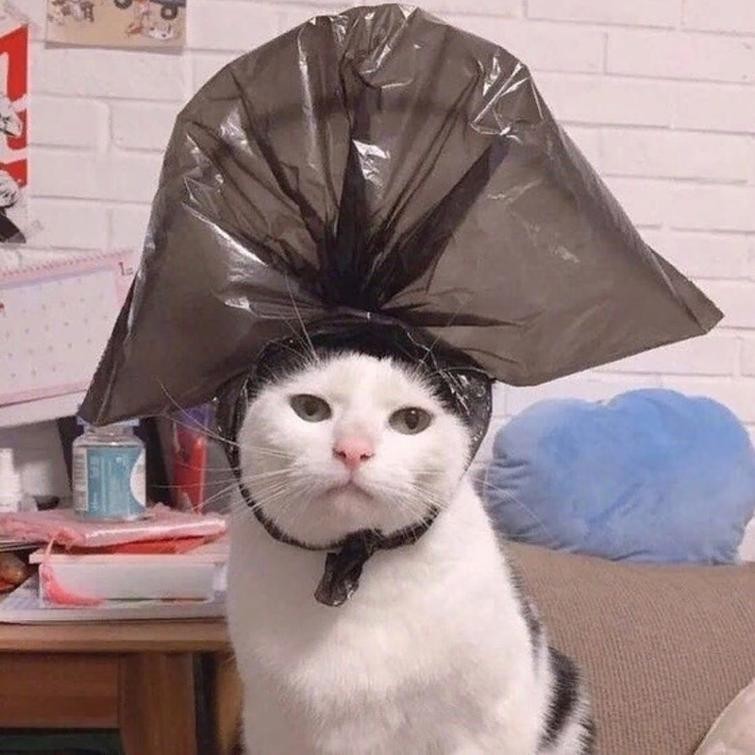 Create meme: funny cats , cat , cats with a bag on their head