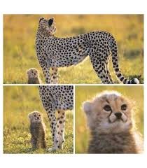 Create meme: Cheetah , small Cheetah, Cheetah cub