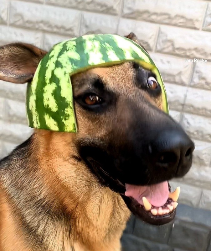 Create meme: a dog in a watermelon helmet, The dog is an idiot, dog with watermelon