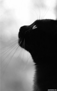 Создать мем: Чёрная кошка, Кошка, черный кот в пустоте