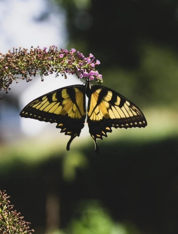 Create meme: swallowtail butterfly, tiger swallowtail butterfly, butterfly sailboat swallowtail