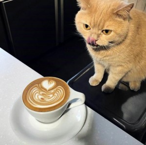 Create meme: cat, good morning