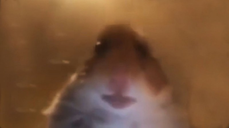 Create meme: the hamster looks at the camera, meme hamster , the screaming hamster