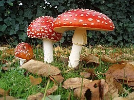 Create meme: mushroom fly agaric, fly agaric, dangerous mushrooms fly agaric red