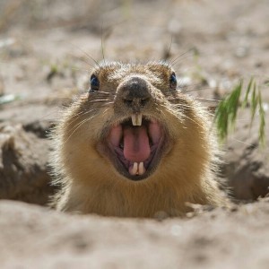 Create meme: animal gopher, marmot, gopher