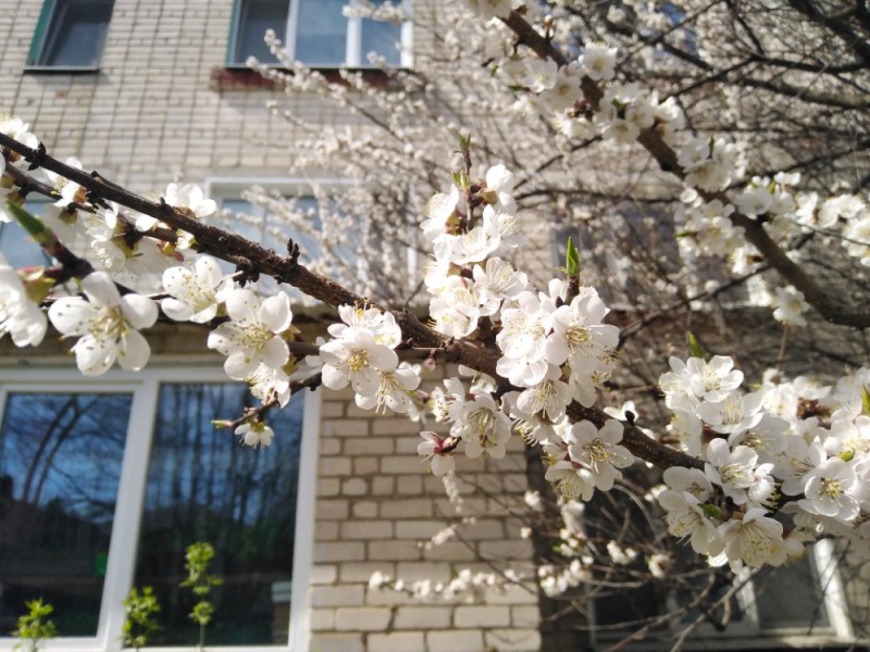 Create meme: apricot blossom, apricot red-cheeked flowering, blooming apricot