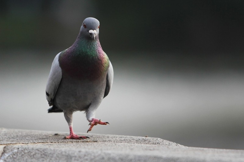 Create meme: grey dove, the blue dove is a melanist, pigeon bird 