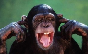 Create meme: funny monkey, muzzle monkeys