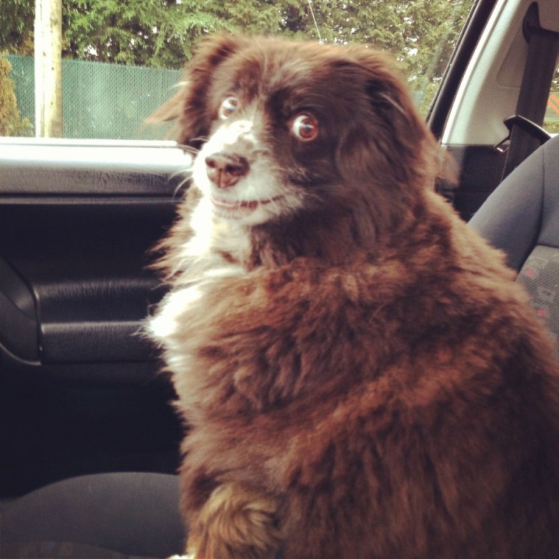 Create meme: dog meme , shufik the dog, the dog in the car meme