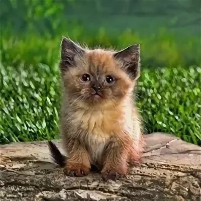 Create meme: cute cats , little kitten, cute kittens