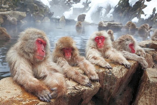 Create meme: jigokudani snow monkey park, Japanese macaque, Macaques in hot springs