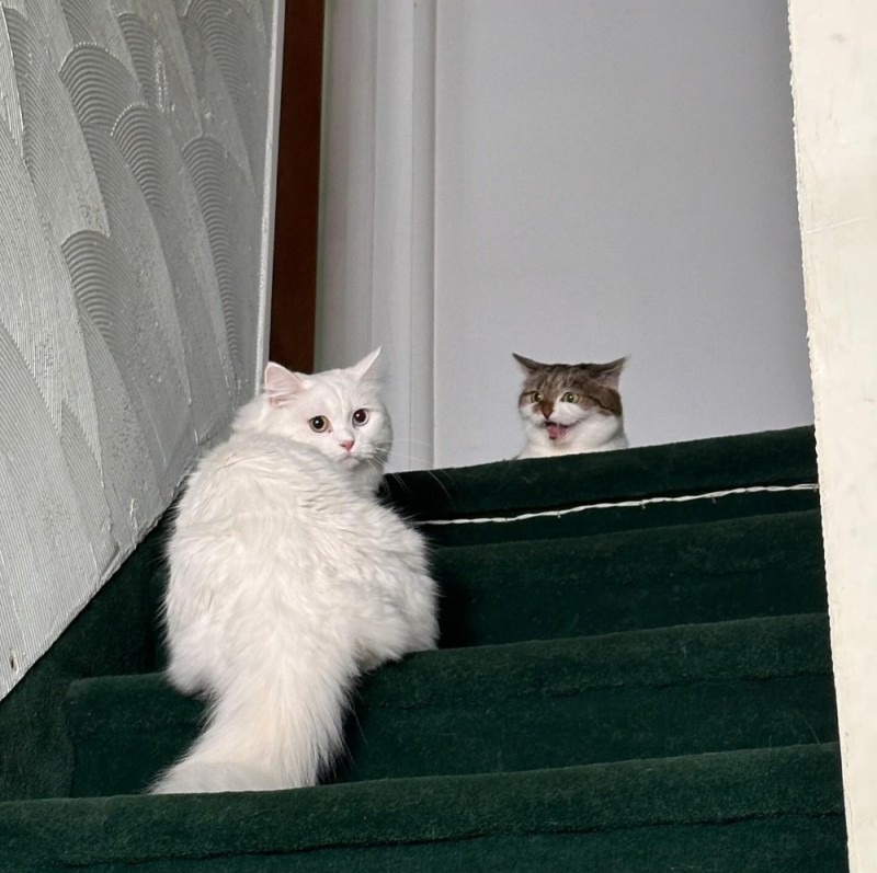 Create meme: cat , cat , white cat 