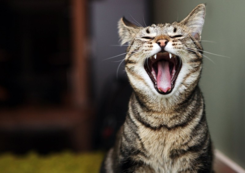 Create meme: the screaming cat, yawning cat, cat 