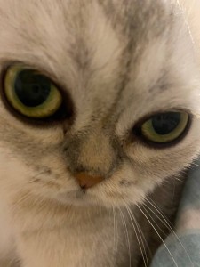 Create meme: Scottish fold cat, cat, the eyes of cats