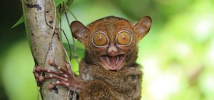 Create meme: animal, tuhaf, knitted tarsier