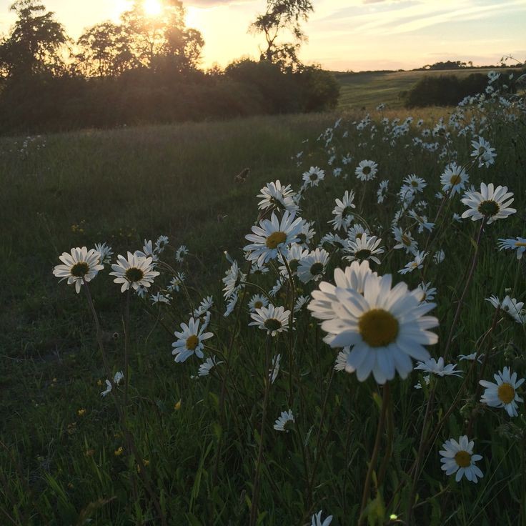 Create meme: field chamomile, a beautiful field of daisies, chamomile at dawn