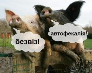 Create meme: svidomo pig, pig squeal, African swine fever