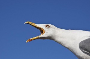 Create meme: white seagulls, Seagull screaming, Seagull