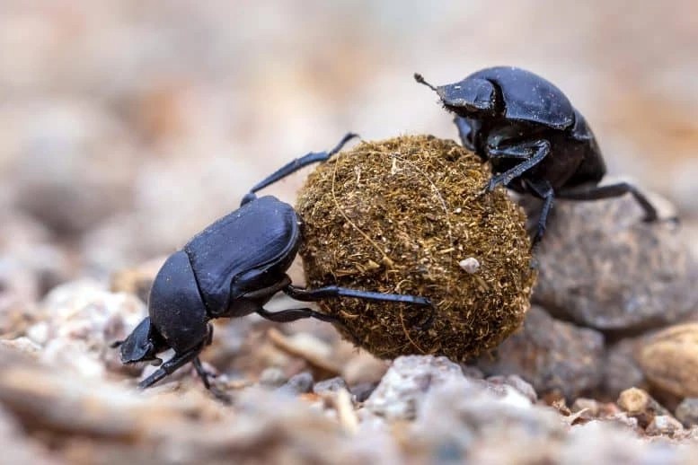 Create meme: the beetle beetle , dung beetle , the beetle beetle scarab