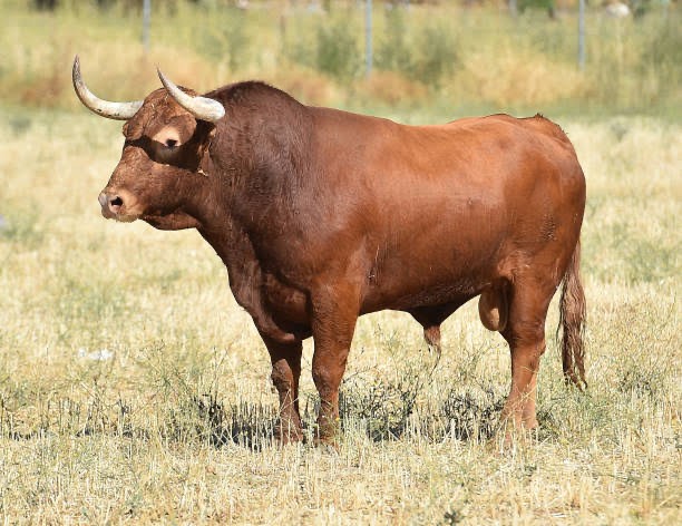 Создать мем: красная степная порода коров, большой бык, бык