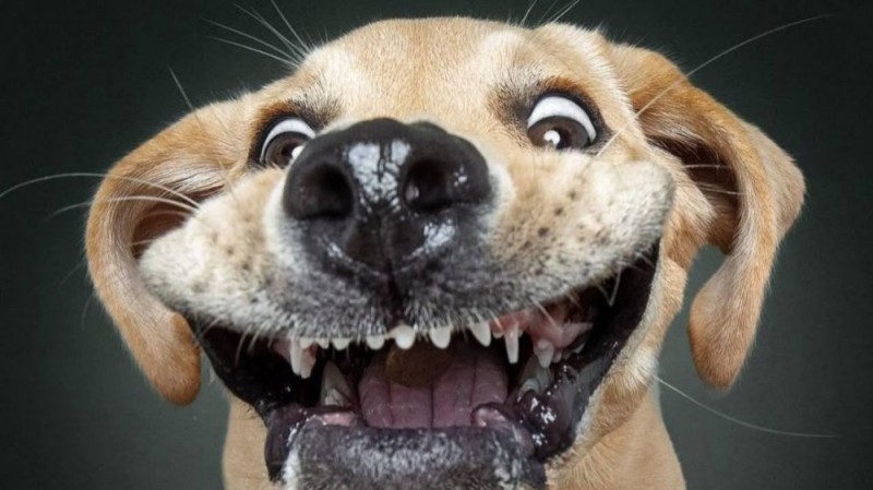 Create meme: funny dog faces, mad dog , the dog's muzzle