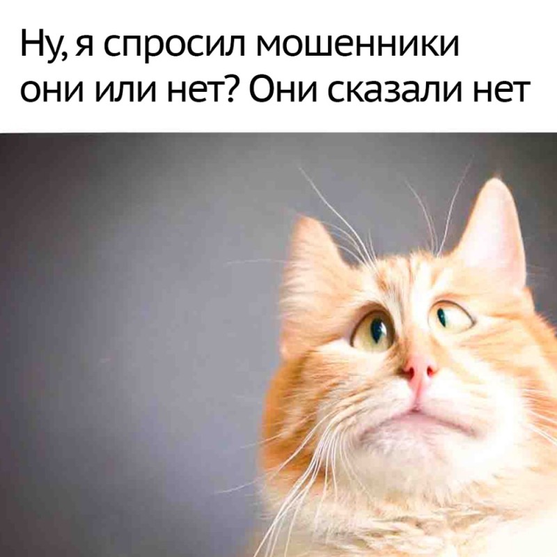 Создать мем: морда кота, коту, кот нос