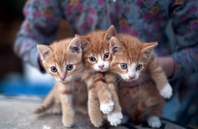 Создать мем: милый рыжий котенок, котики, очаровательные котята
