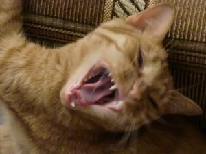 Create meme: yawns, cat, When winlocker