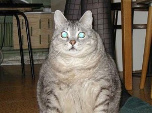 Создать мем: толстая кошка, толстый кот, жирный кот