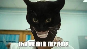 Create meme: bykov andrey evgenievich, bulls from the interns, cat 