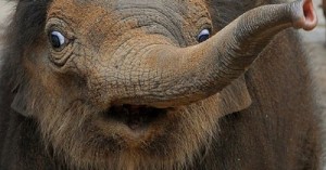 Create meme: Stoned Elephant