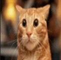 Create meme: cat , surprised red cat, the cat is cool