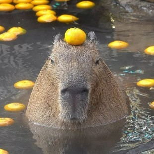 Create meme: zen capybara, little capybara, capybara head