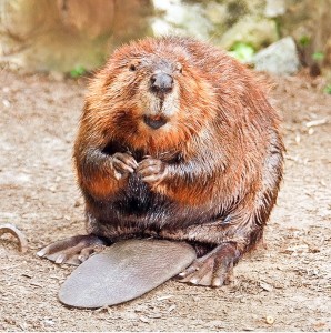 Create meme: the North American beaver, beaver