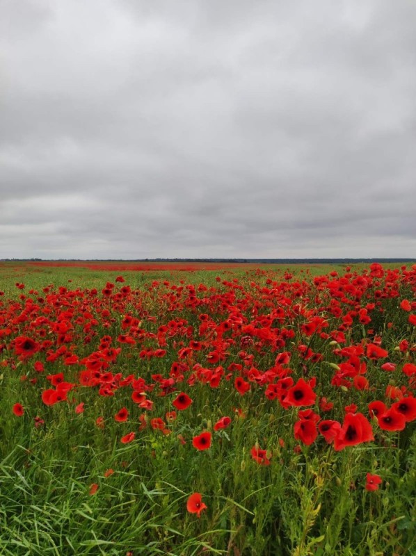 Create meme: poppies in the steppe, flowers , poppies field